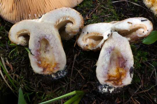 Image of Lactarius repraesentaneus Britzelm. 1885