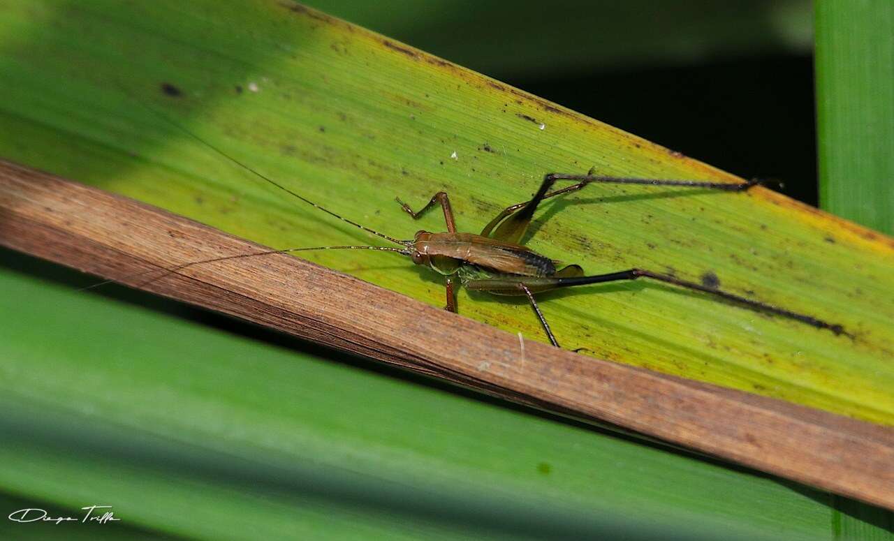 Theudoria melanocnemis (Stål 1861)的圖片