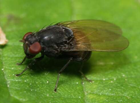 Minettia longipennis (Fabricius 1794)的圖片