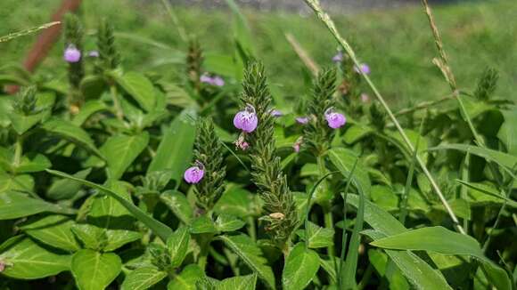 Image of Justicia procumbens var. hirsuta Yamam.