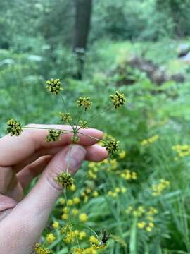 Image of Bupleurum polyphyllum Ledeb.