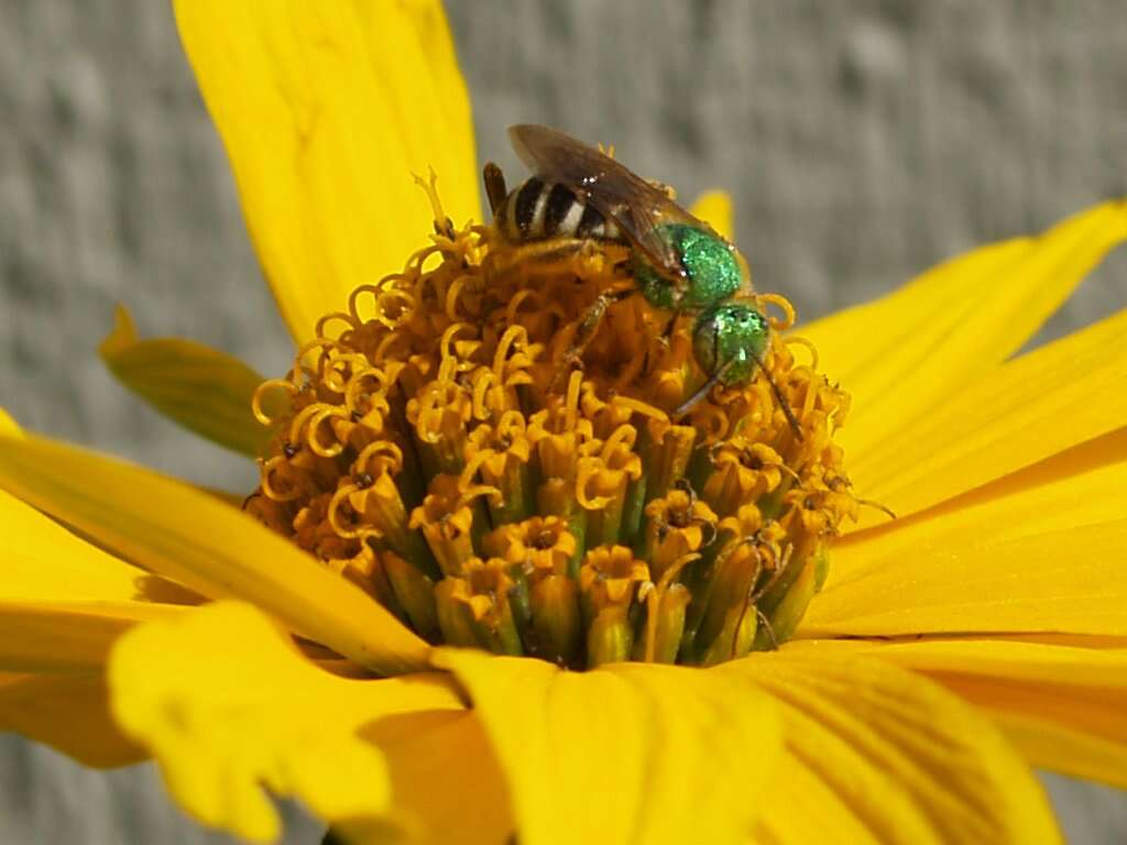 Image of Metallic Green Bees