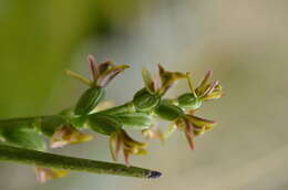 Imagem de Prasophyllum colensoi Hook. fil.