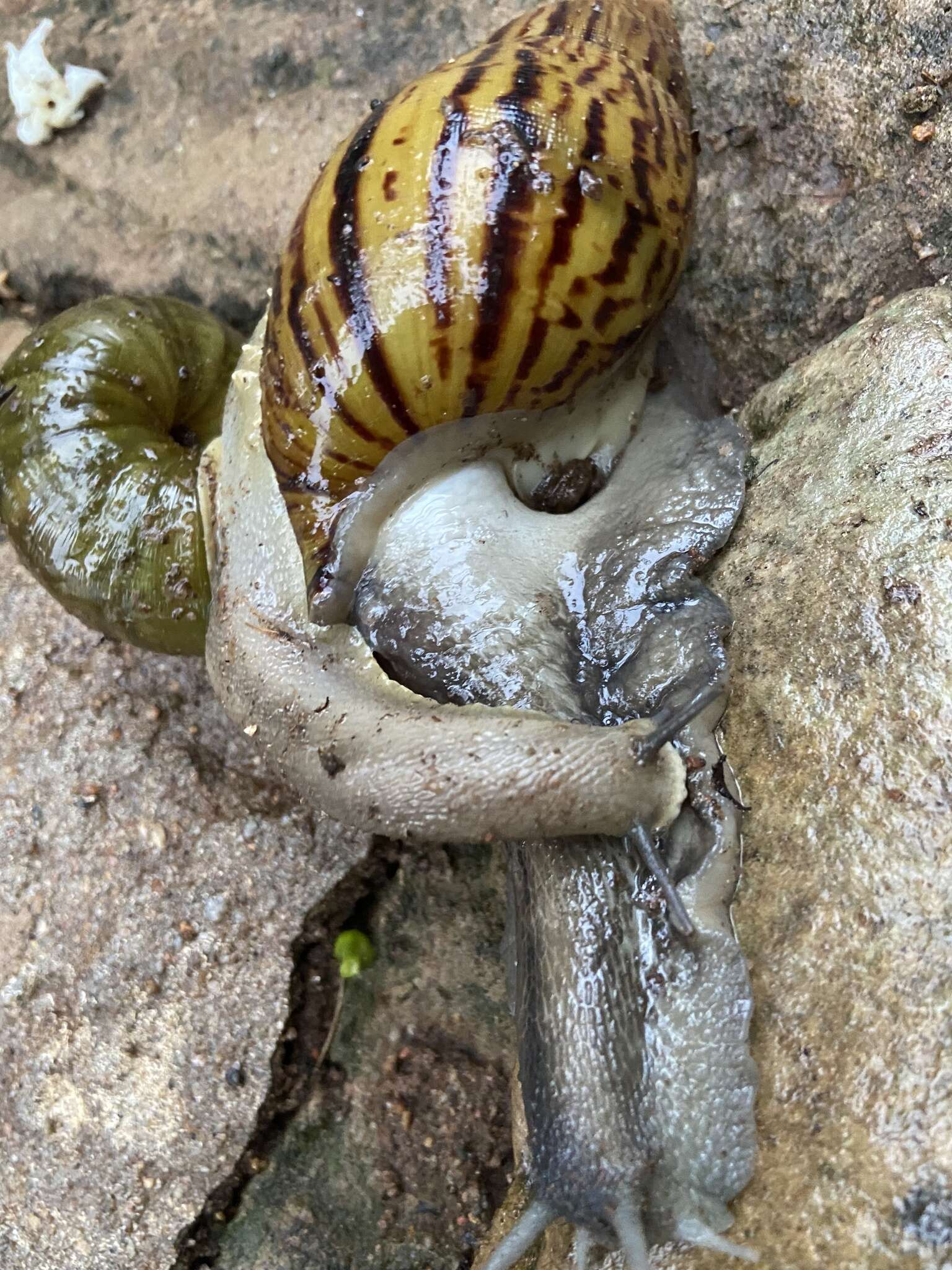 Image of <i>Natalina cafra natalensis</i> Herbert & Moussalli 2010