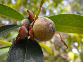 Image of camellia