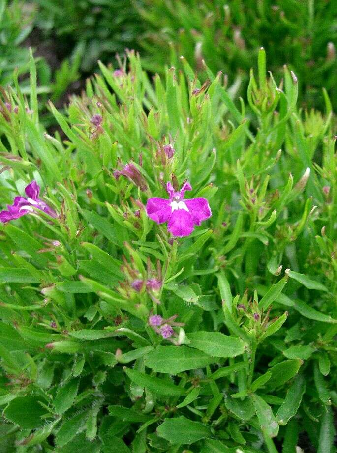 Image of edging lobelia