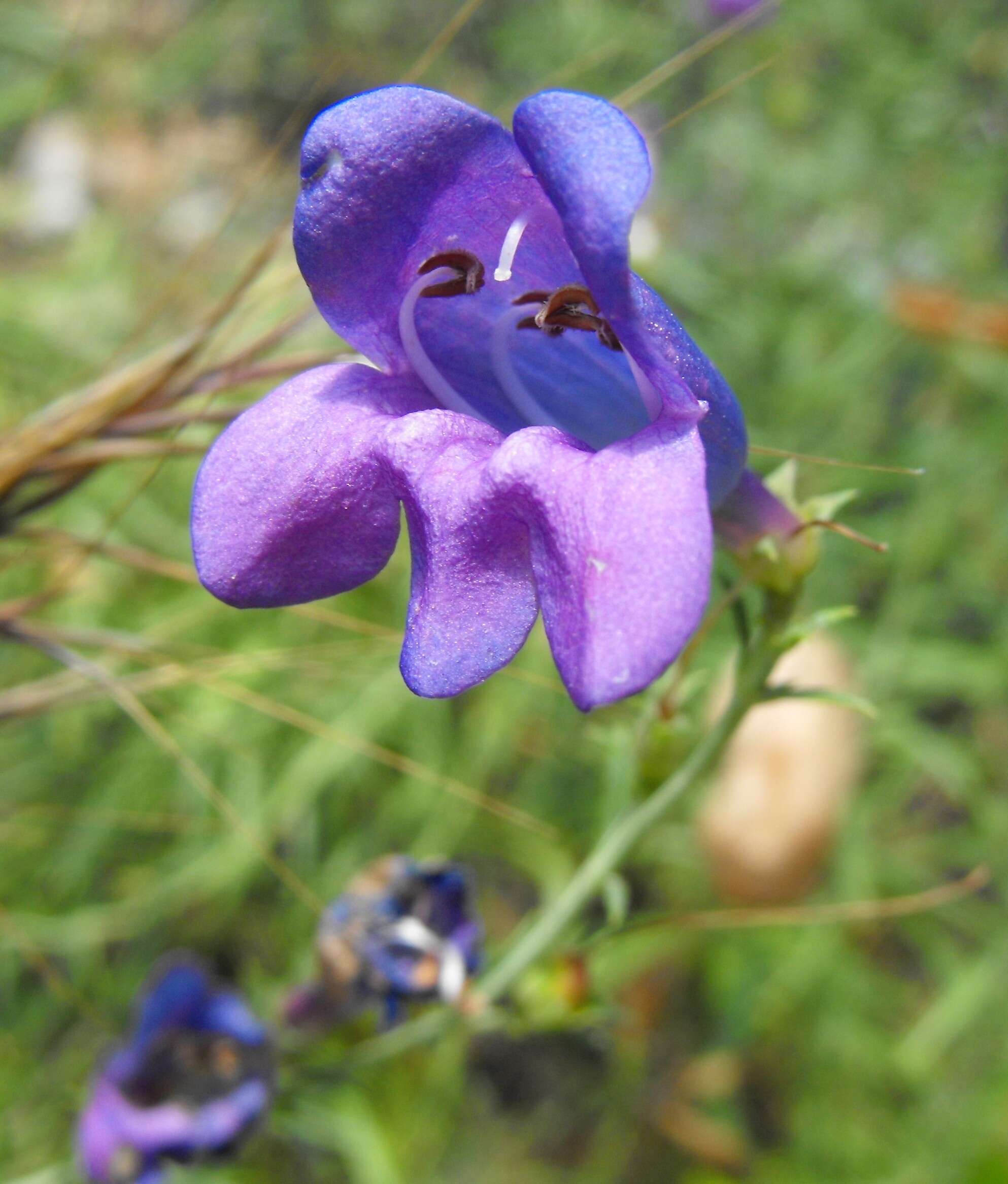 Image of bunchleaf penstemon