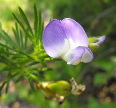 Plancia ëd Psoralea pinnata L.