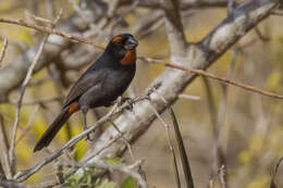 Melopyrrha violacea (Linnaeus 1758)的圖片