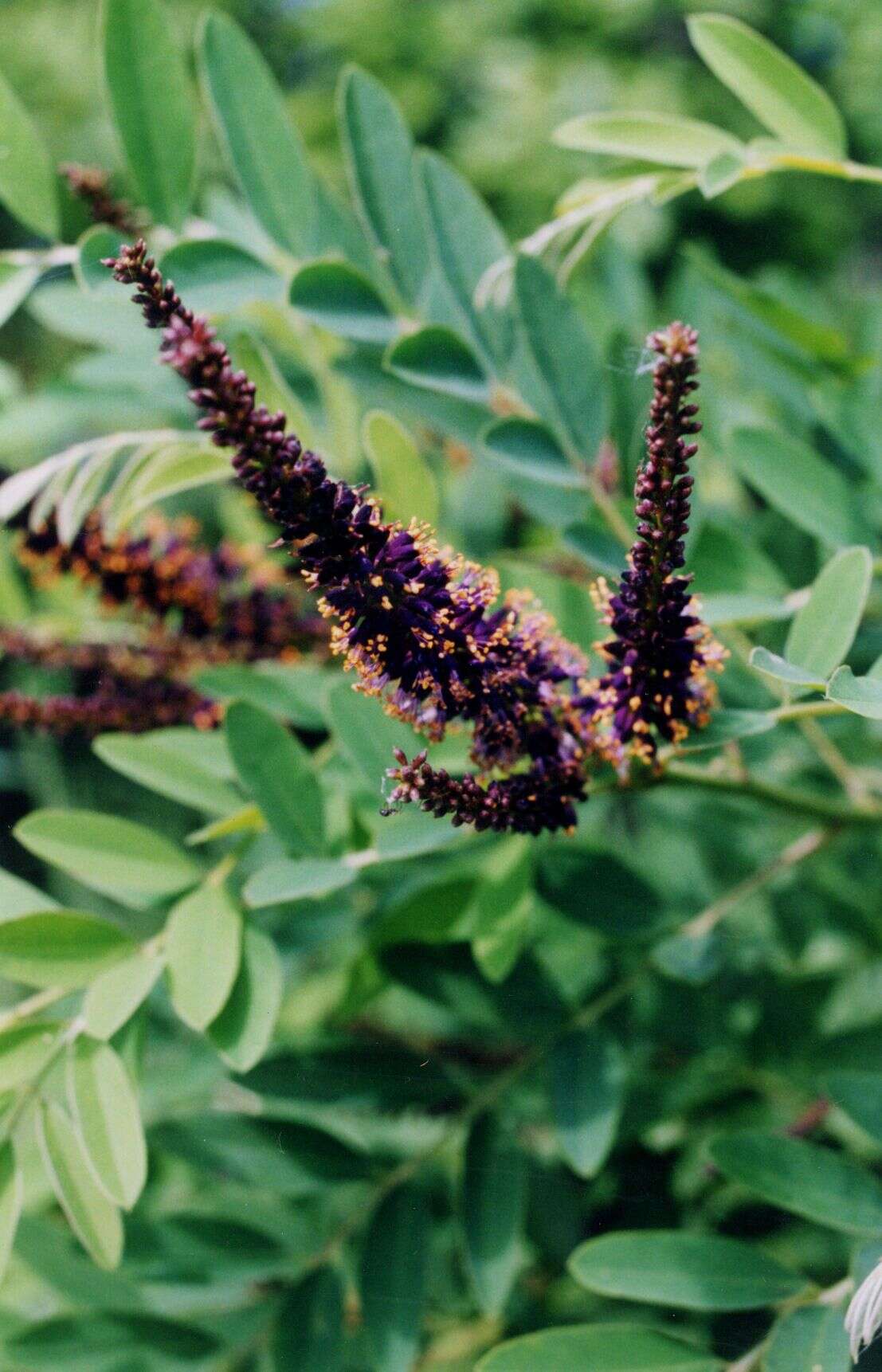 Image of false indigo