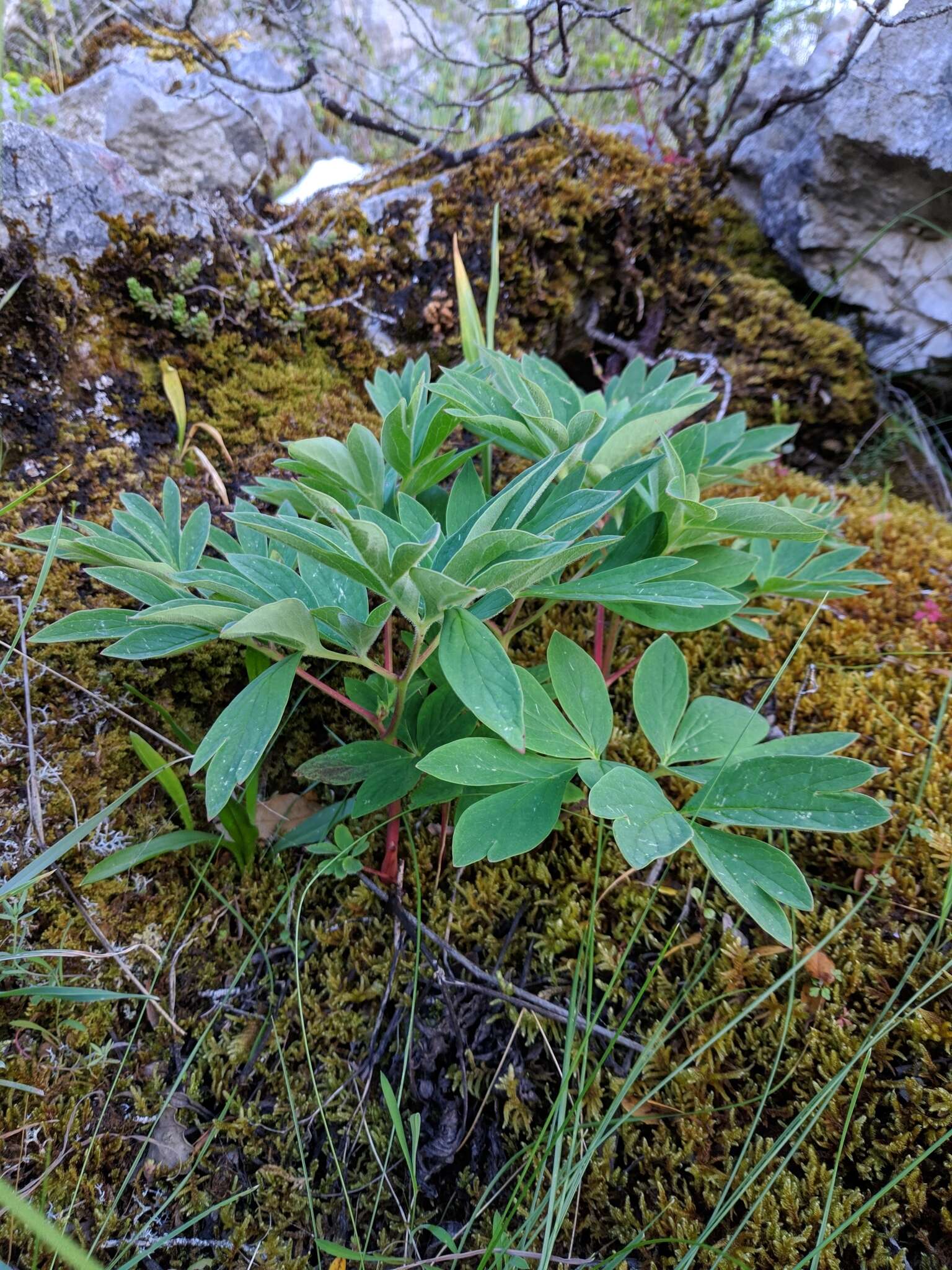 Image of Paeonia officinalis subsp. microcarpa (Boiss. & Reuter) Nyman