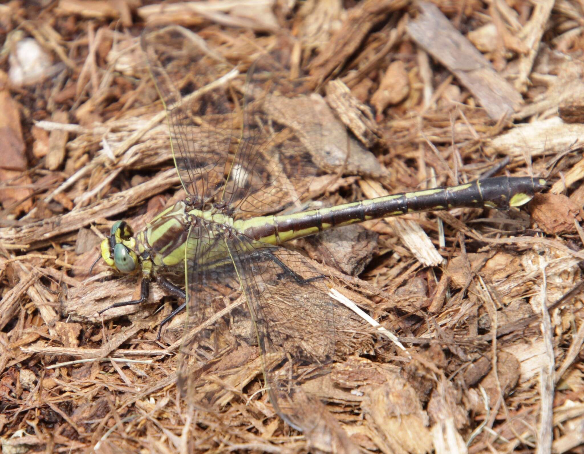 Image of Gomphurus septima (Westfall 1956)