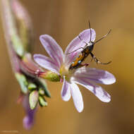 Image de Epilobium brachycarpum Presl