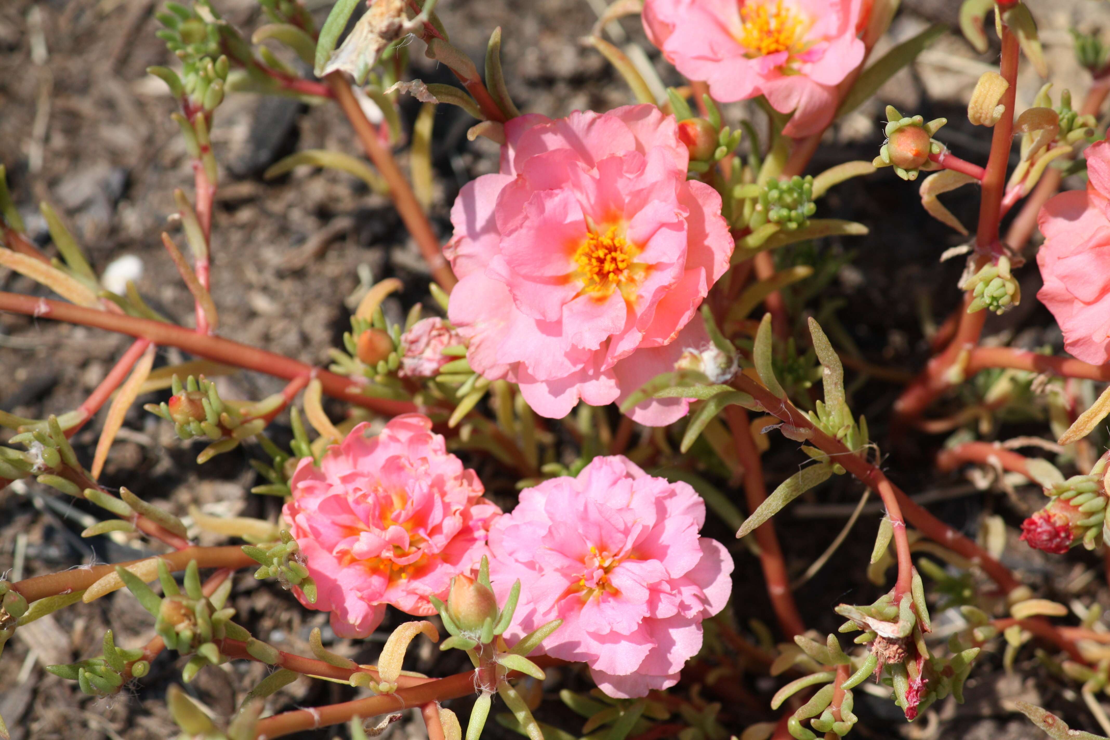 Image of Moss-rose Purslane