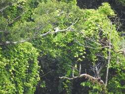 Cacatua ducorpsii Pucheran 1853 resmi