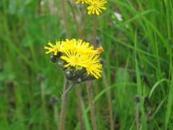 Image of Pilosella caespitosa (Dumort.) P. D. Sell & C. West