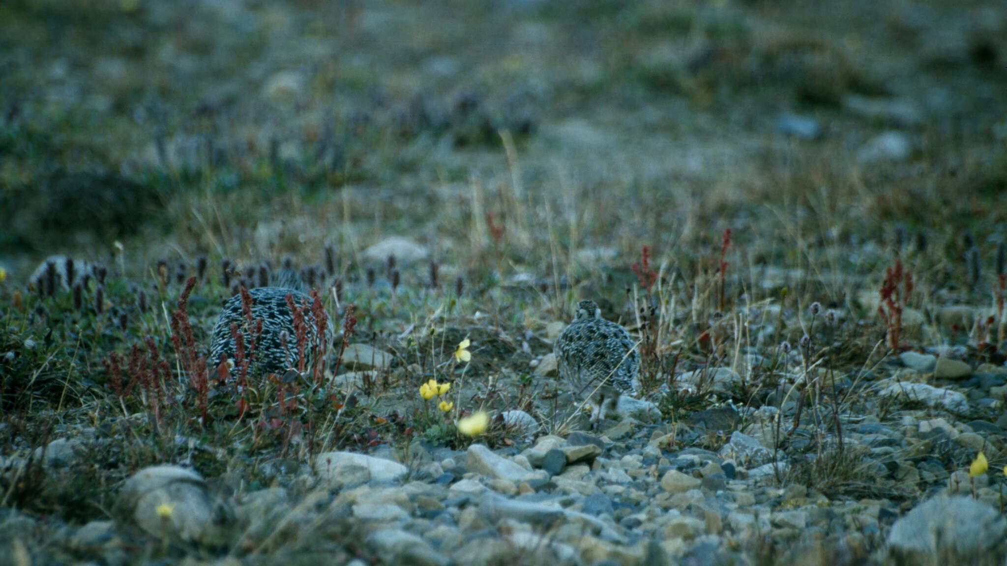 Image of Ptarmigan