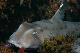 Image of Bullhead Shark