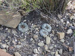 Image of lophophora