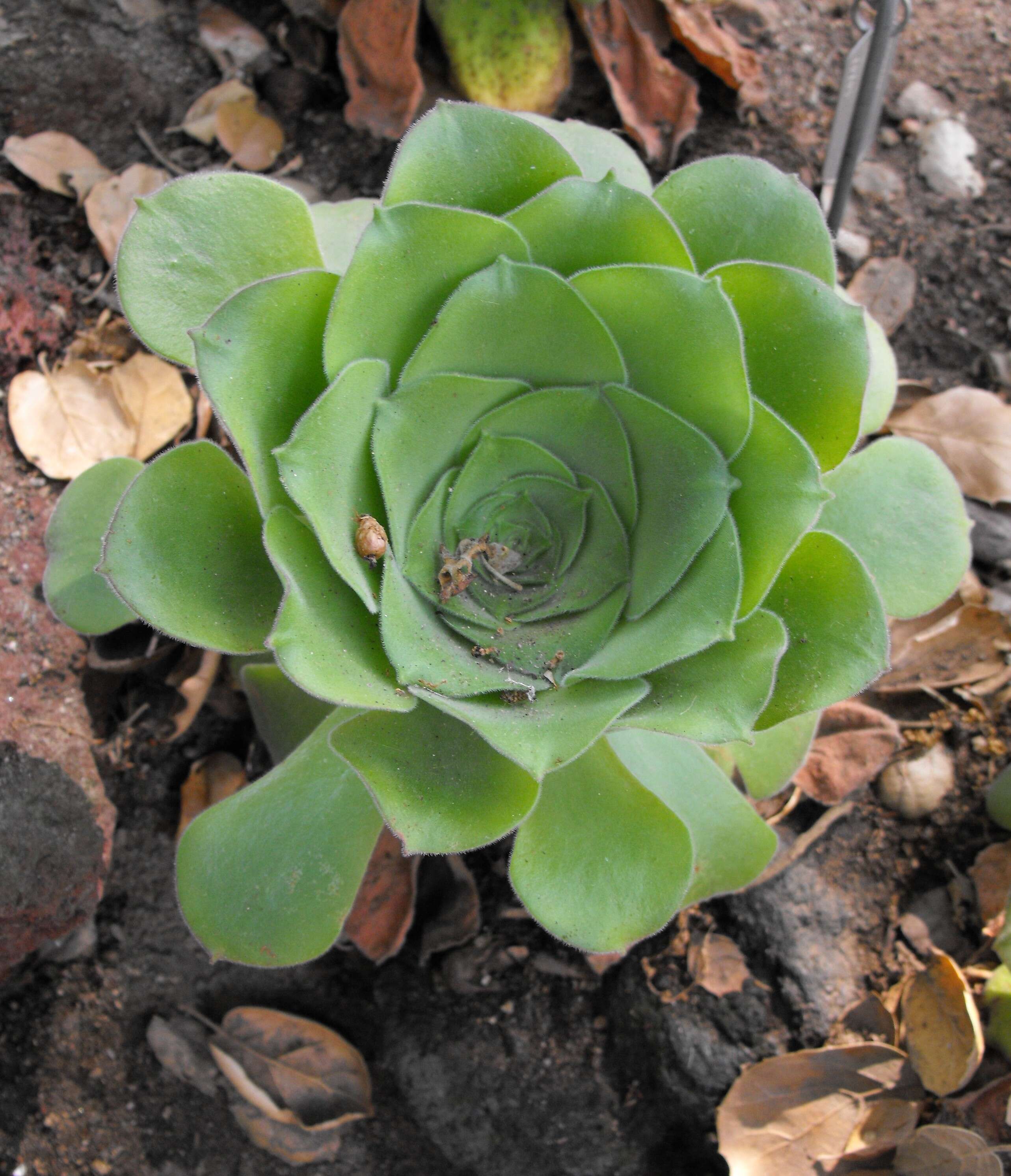 Image of Aeonium canariense (L.) Webb & Berth.