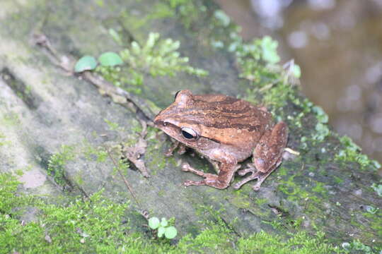 Image of Polypedates braueri (Vogt 1911)