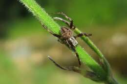 Imagem de Pararaneus perforatus (Thorell 1899)