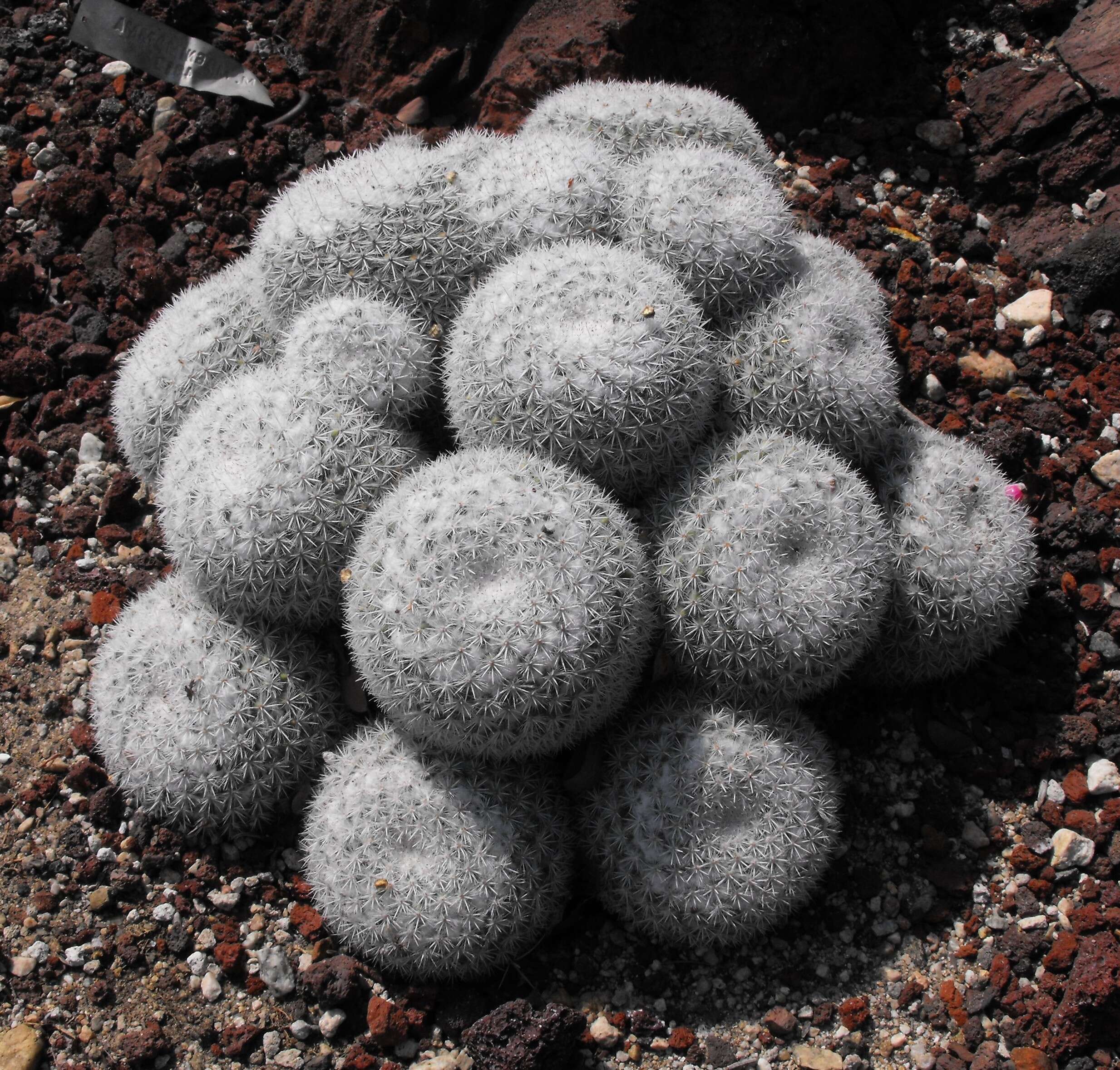 Image of Mammillaria geminispina Haw.