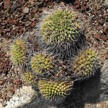 Sivun Mammillaria magnimamma Haw. kuva