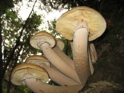 Image of Armillaria ostoyae (Romagn.) Herink 1973