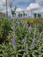 Image of sky-blue lupine