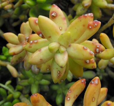 Image of Sedum nussbaumerianum Bitter