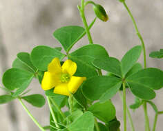 Image de Oxalis stricta