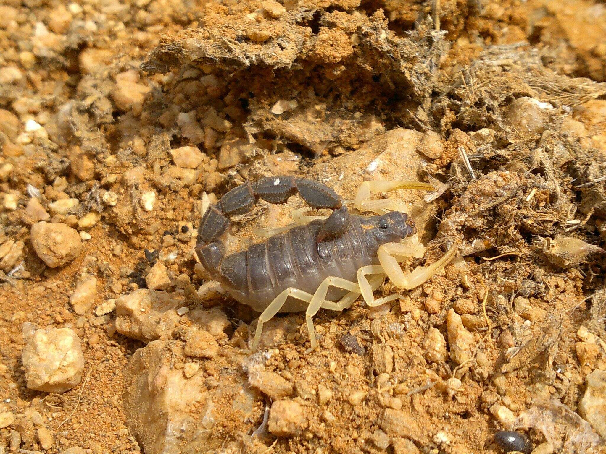 Image of Parabuthus schlechteri Purcell 1899