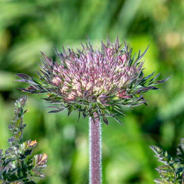 Image of Daucus carota subsp. gummifer (Syme) Hook. fil.