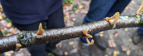 Typhula contorta (Holmsk.) Olariaga 2013 resmi