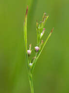 Image of Scleria parvula Steud.