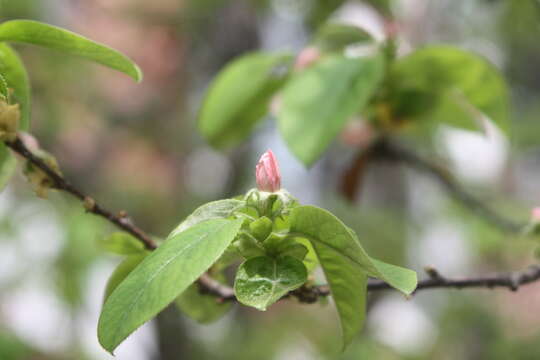 Image of Chinese-quince