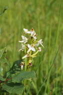 Imagem de Platanthera hybrida Brügger