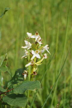 Imagem de Platanthera hybrida Brügger