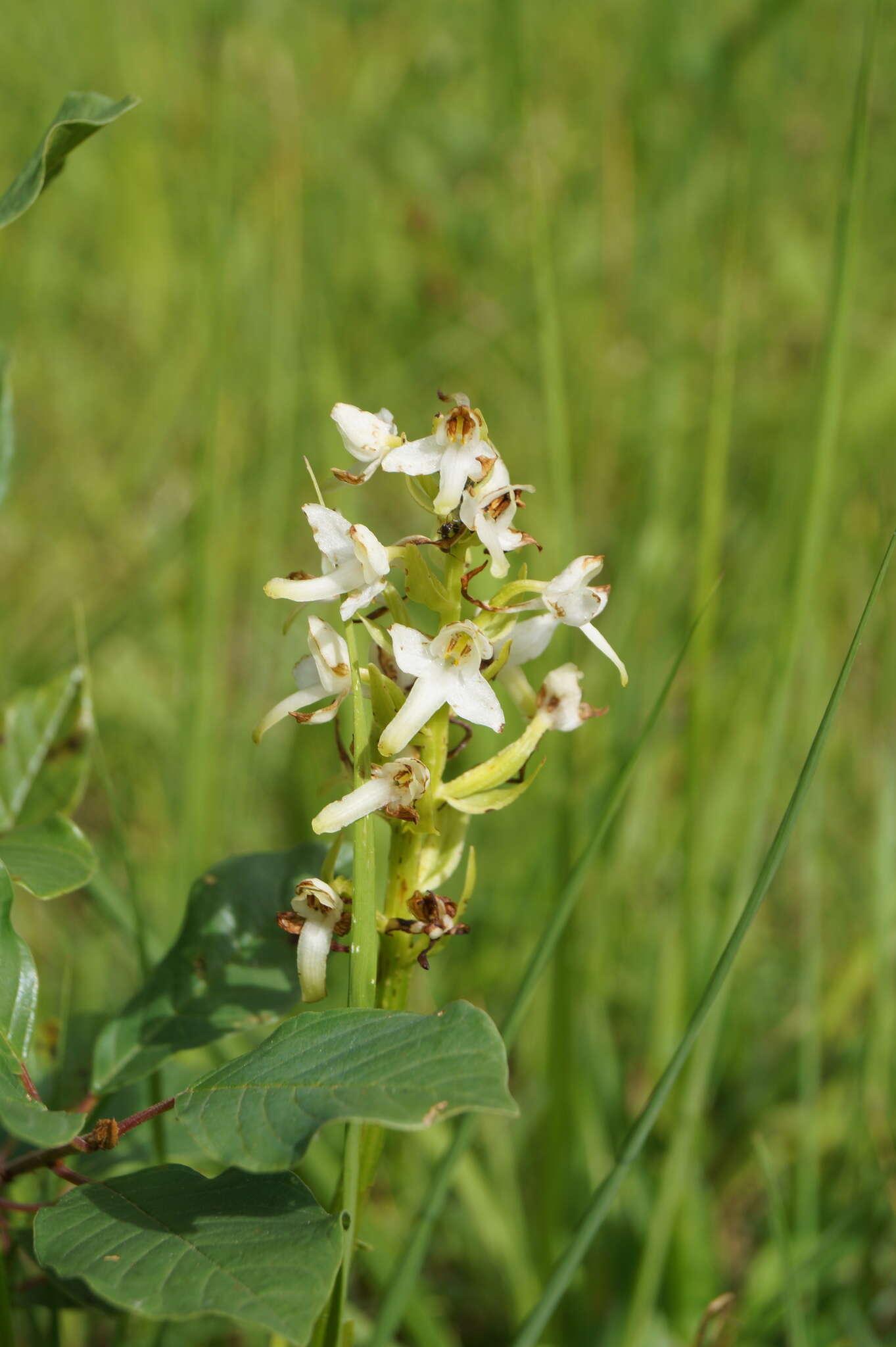 Image of Platanthera hybrida Brügger