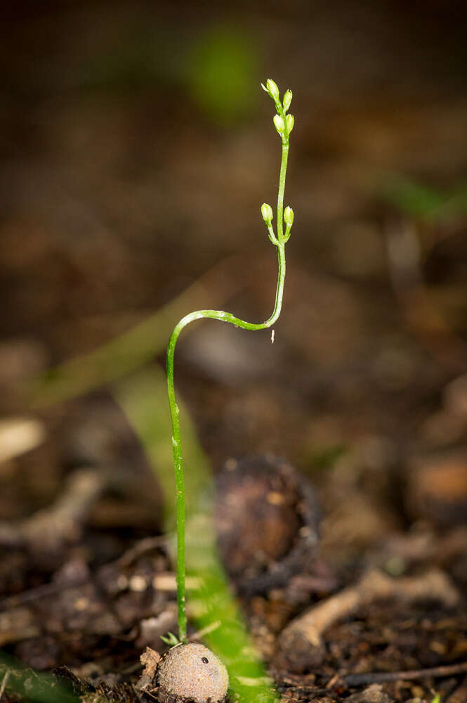 Image of Twining Screwstem