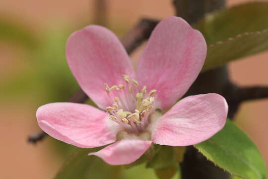 Image of Chinese-quince