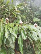 Image of Alpinia sessiliflora Kitam.