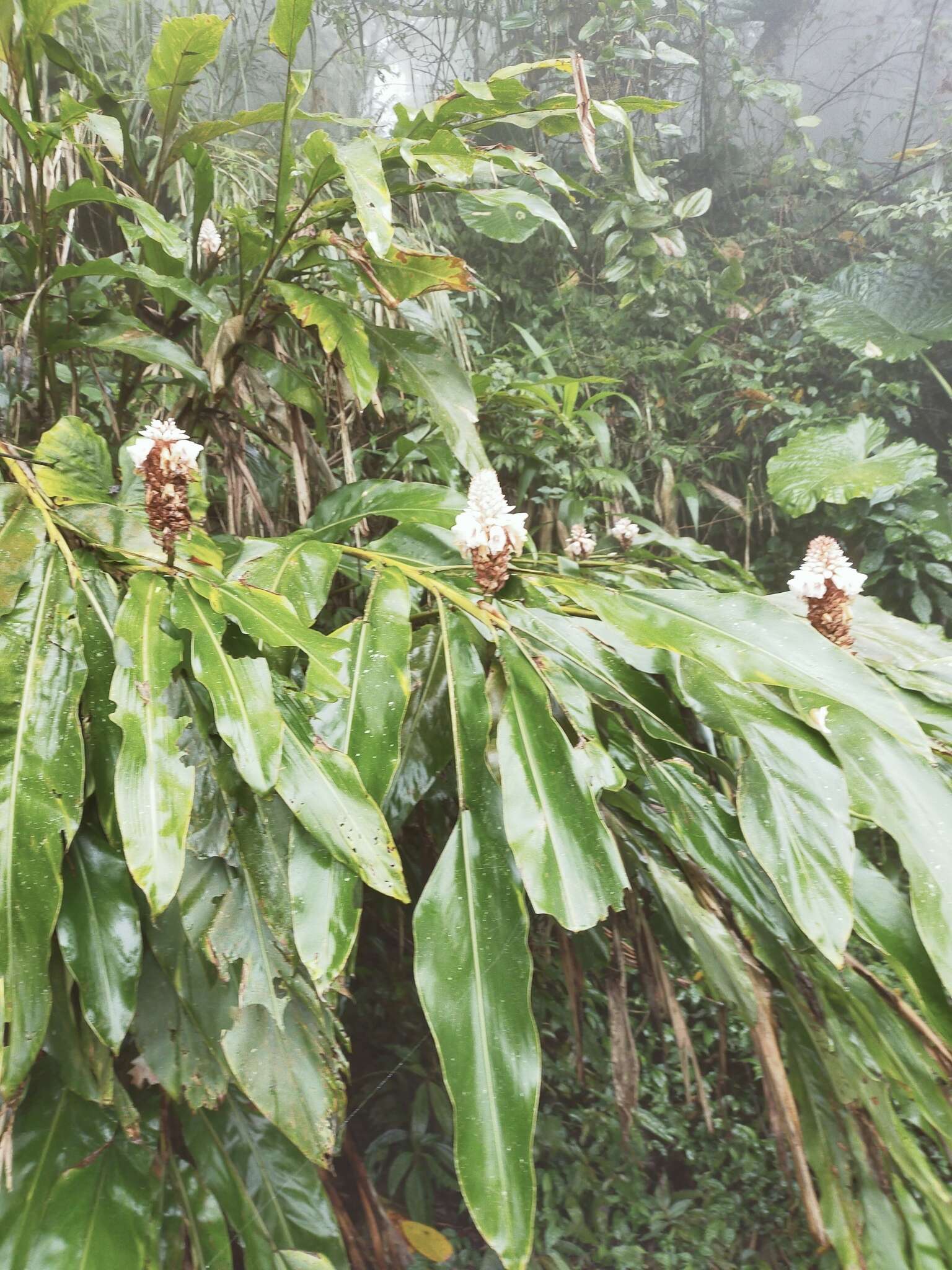 Image of Alpinia sessiliflora Kitam.