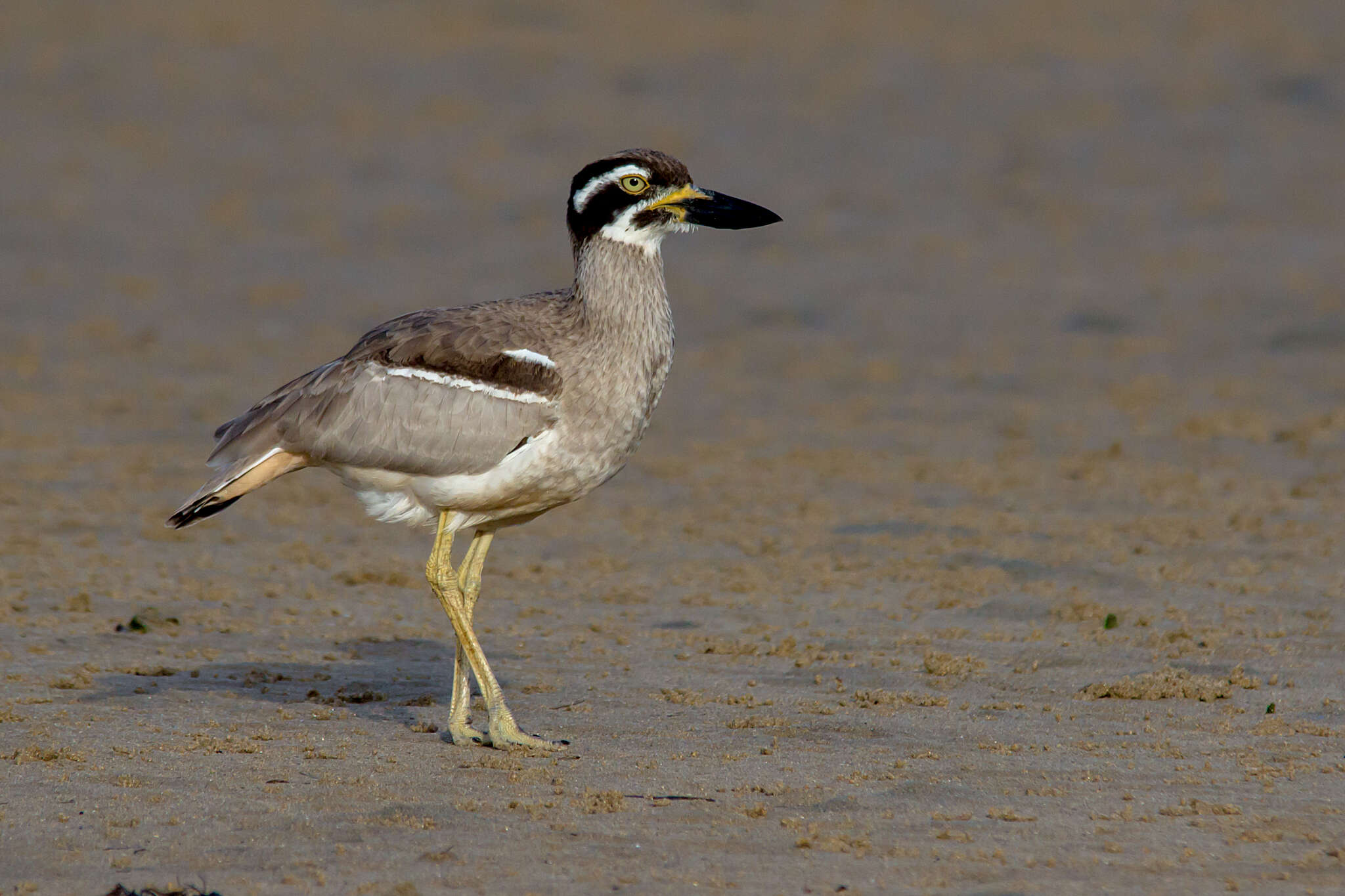 Image of Beach Stone-curlew