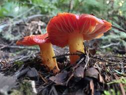 Imagem de Hygrocybe laetissima (A. H. Sm. & Hesler) Singer 1951