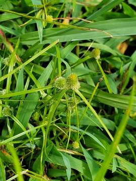 صورة Cyperus hortensis (Salzm. ex Steud.) Dorr