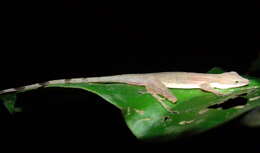 Image of Anolis apletophallus Köhler & Sunyer 2008