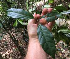 Fontainea picrosperma C. T. White resmi