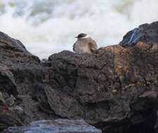 Image of Rock Pratincole